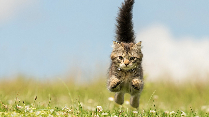 Условия годового челленджа "Полосатый бег"